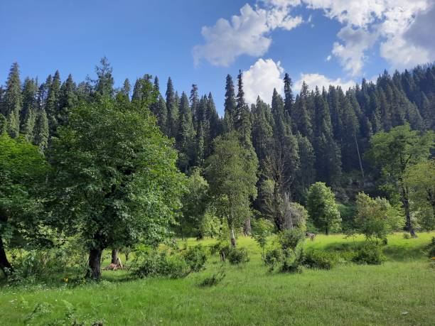 Sharan Forest